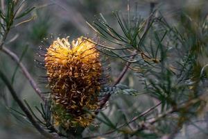 cone de conífera amarela foto