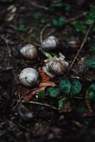 caracol branco e marrom em folhas secas marrons foto