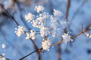 fundo azul de inverno com planta seca coberta de geada e neve, foco seletivo. close-up de flor de inverno, conceito minimalista, design, resumo, efeito de textura foto