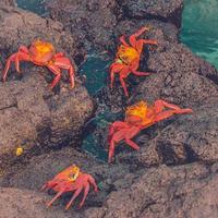 caranguejos vibrantes em uma rocha foto