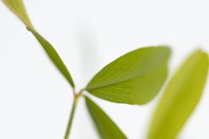 grandes folhas de plantas verdes de alfafa foto