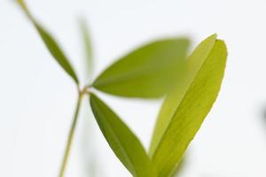 folhas de plantas verdes de alfafa foto