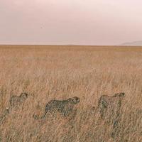 três leopardos amuados em um campo