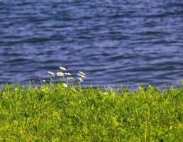 pequenas flores à beira de uma paisagem marinha foto
