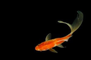 peixinho dourado com cauda de cometa em fundo preto foto