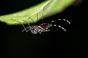 macro em uma folha foto