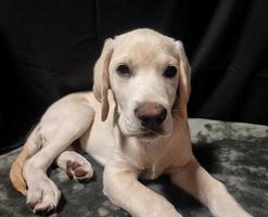 british labrador retriever de pelagem curta 4 meses de idade foto