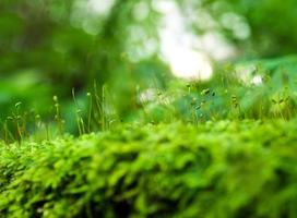esporófito de musgo verde fresco com gotas de água crescendo na floresta tropical foto