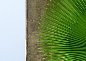 folha de palmeira sob a alta ponte de concreto foto