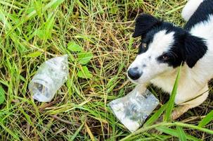 cachorro comendo comida em saco plástico foto