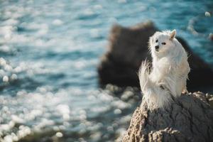 pequeno spitz branco sentado em cima de uma grande pedra na praia foto