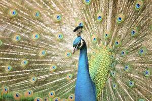 pavão com cauda estendida foto