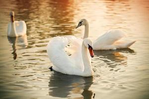 três cisnes em um rio foto