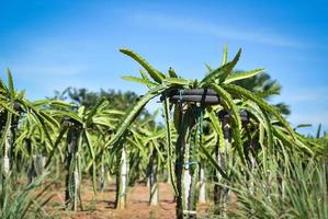 plantando árvore de fruta do dragão crescendo em fazenda de jardim de campo agricultura na colina ásia foto