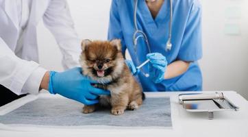 cão da pomerânia recebendo injeção com vacina durante consulta na clínica foto