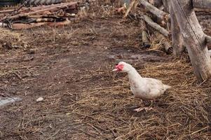 o pato almiscarado. a manutenção de patos almiscarados em uma casa. foto