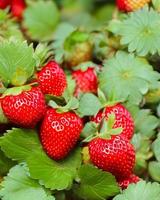 frutas vermelhas de morango foto