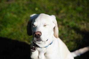 british labrador retriever de pelagem curta 4 meses de idade foto