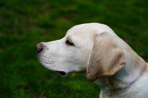 british labrador retriever de pelagem curta 4 meses de idade foto