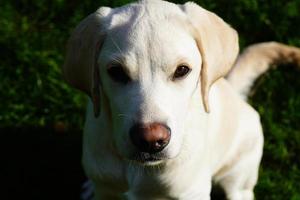 british labrador retriever de pelagem curta 4 meses de idade foto