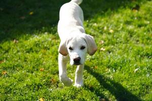 british labrador retriever de pelagem curta 4 meses de idade foto