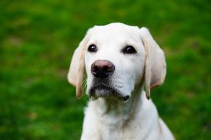 british labrador retriever de pelagem curta 4 meses de idade foto