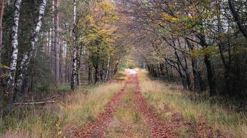 cores do outono na floresta holandesa, noorderheide, elspeet, holanda. foto