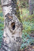 velho tronco de árvore com um grande buraco. noorderheide, elspeet, Holanda. foto