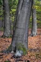 cores do outono na floresta holandesa, noorderheide, elspeet, holanda. foto