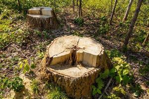 toco de bétula na floresta, o restante da árvore derrubada, desmatamento foto