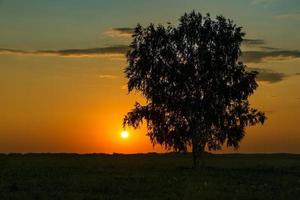 bétula solitária no campo com um céu pôr do sol foto