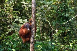 orangotango sentado em uma árvore, centro de reabilitação da vida selvagem semenggoh foto