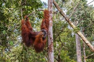 orangotango pendurado em um galho, bornéu, malásia foto