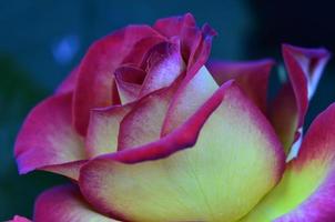 rosa fresca e molhada com gotas em macro foto