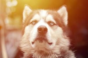 orgulhoso cão husky jovem bonito com cabeça no perfil sentado no jardim foto