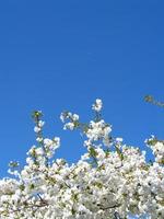 árvore de flor de cerejeira branca foto