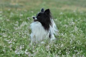 retrato de um cão papillon de raça pura na grama foto