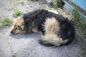 cachorro está deitado. cão sem-teto. animal de estimação sem dono. foto