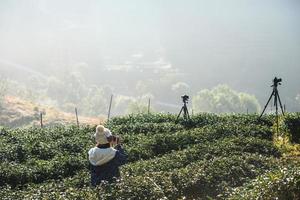 turista com campo de chá e a névoa da manhã, em doi angkhang em chiangmai, tailândia foto