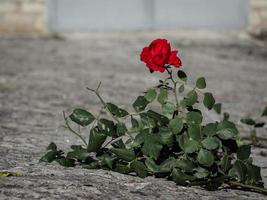 rosa vermelha no chão foto