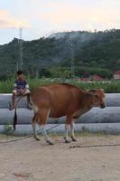 vaca no campo. O gado bali é gado originário de bali, indonésia foto