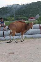 vaca no campo. O gado bali é gado originário de bali, indonésia foto