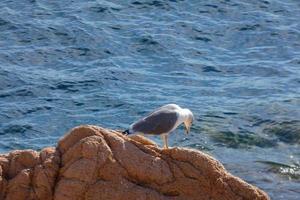 gaivota em um penhasco no mar mediterrâneo foto