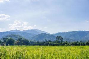 montanha e campo verde no campo foto