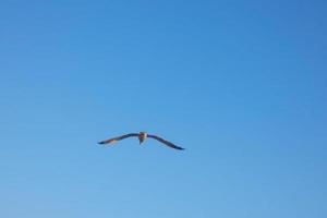 gaivotas selvagens na natureza ao longo das falésias da costa brava catalã, mediterrâneo, espanha. foto