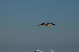 gaivotas selvagens na natureza ao longo das falésias da costa brava catalã, mediterrâneo, espanha. foto