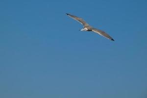 gaivotas selvagens na natureza ao longo das falésias da costa brava catalã, mediterrâneo, espanha. foto