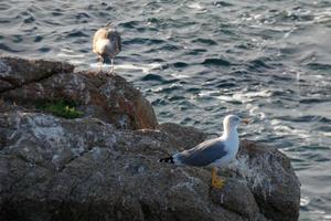 gaivotas selvagens na natureza ao longo das falésias da costa brava catalã, mediterrâneo, espanha. foto