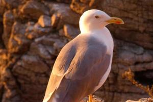 gaivotas selvagens na natureza ao longo das falésias da costa brava catalã, mediterrâneo, espanha. foto