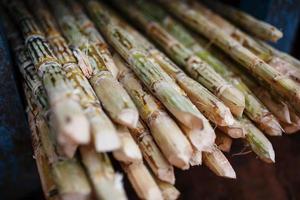 cana-de-açúcar é uma grande pilha antes de espremer uma bebida açucarada. pilha de galhos de perto foto